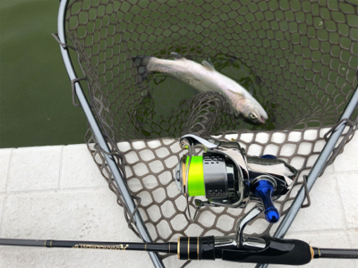 服部緑地　トラウト