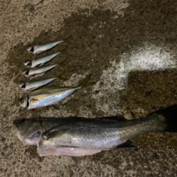 夕マヅメにイワシの若干の群れ