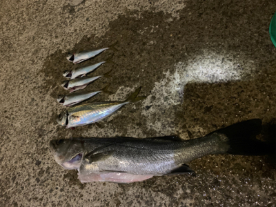 夕マヅメにイワシの若干の群れ