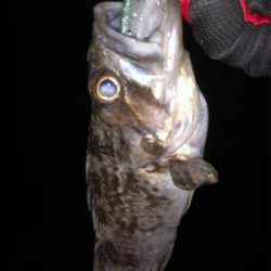 シーバスはどこ…