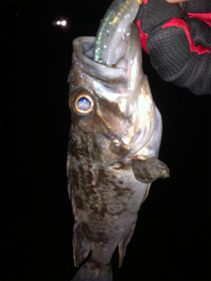 シーバスはどこ…