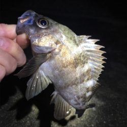 雨のライトゲーム