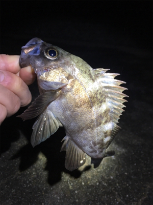 雨のライトゲーム