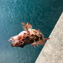 初エビ撒き釣り