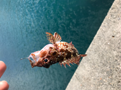 初エビ撒き釣り