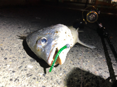 癒しチニング♪