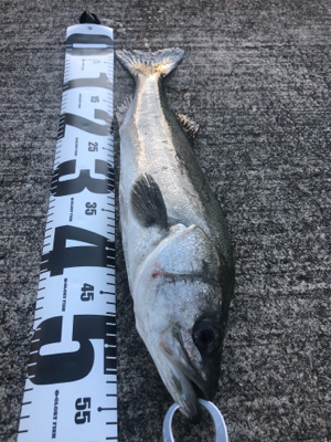 まづめ１時間勝負