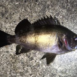 明石周辺メバリング