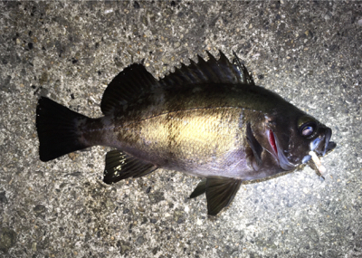 明石周辺メバリング