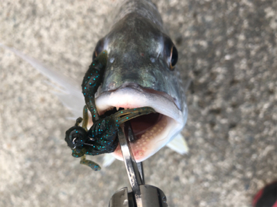 アクション大事！