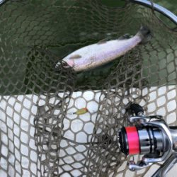 服部緑地　番組収録後で放流魚多数