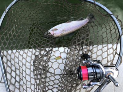 服部緑地　番組収録後で放流魚多数