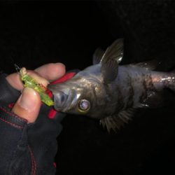 なかなかの渋さ…