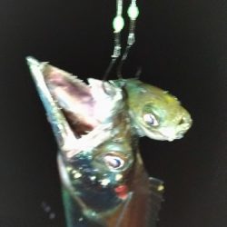 1/2釣果タチウオチヌメバル豆アジサバ