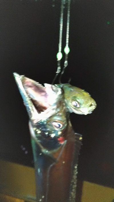 1/2釣果タチウオチヌメバル豆アジサバ