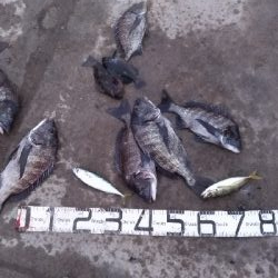 1/12釣果チヌ6枚グレタチウオメバルサバ中アジ豆アジボラ