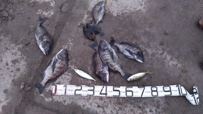 1/12釣果チヌ6枚グレタチウオメバルサバ中アジ豆アジボラ