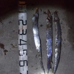 1/18釣果タチウオチヌグレキス豆アジ