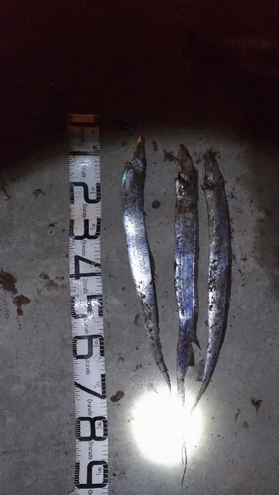 1/18釣果タチウオチヌグレキス豆アジ