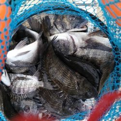 1/26釣果チヌ19枚グレ1枚