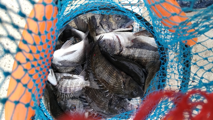 1/26釣果チヌ19枚グレ1枚