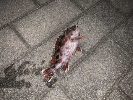 虫ヘッドすごい