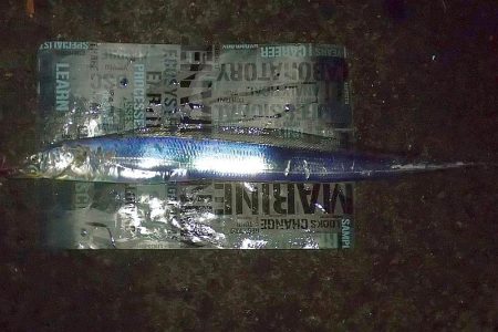 2020年 タチウオ 初釣り