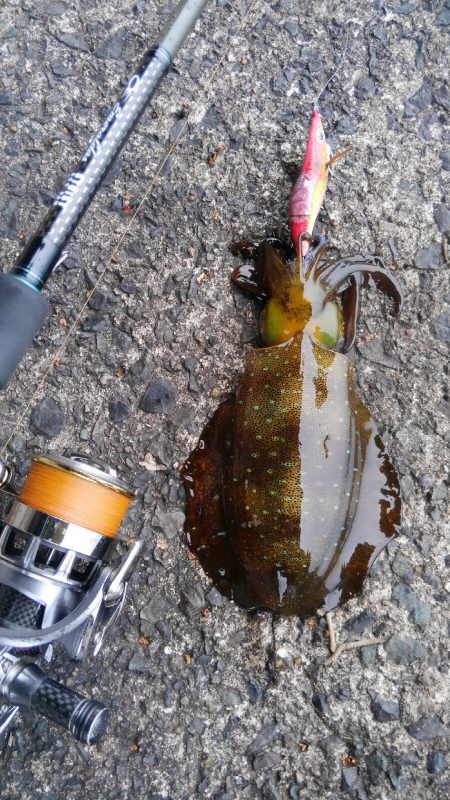 令和2年初調査～⤴