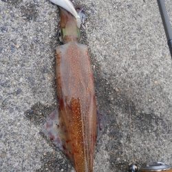 ヤリイカ、ランガン