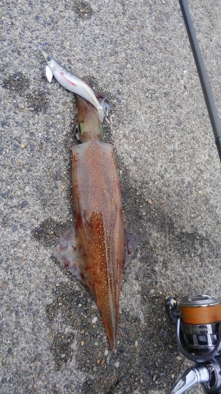 ヤリイカ、ランガン