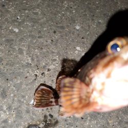 有田地方の漁港巡り