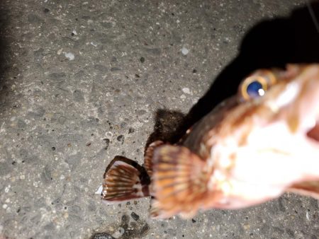 有田地方の漁港巡り