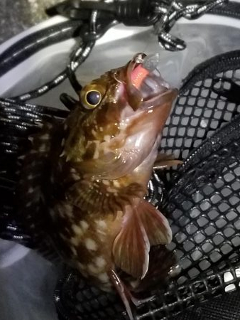 ライトゲームでアジカサゴ