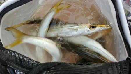 カマスの引っ掛け