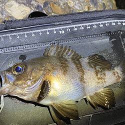 二見メバリング(2020-1)