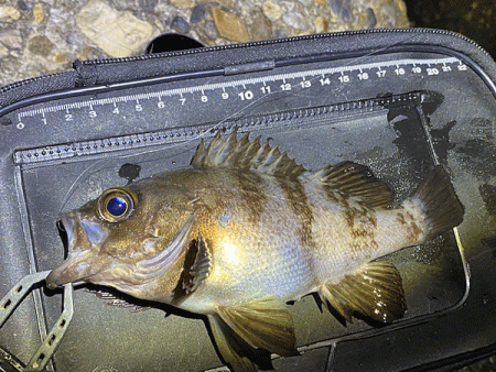 二見メバリング(2020-1)