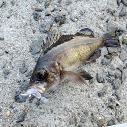 SLSJでメバリング