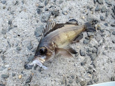 SLSJでメバリング