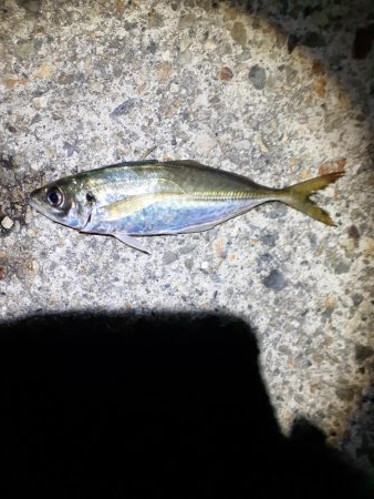 ガシラ　中アジ