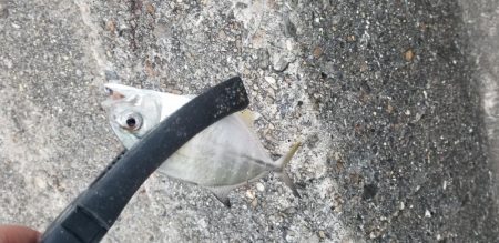 新ロッドでアジング