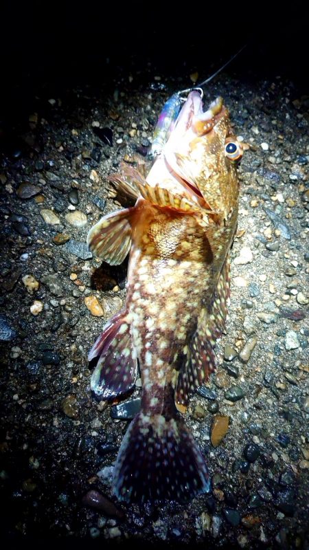 爆風でも、裏切らない