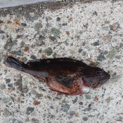 メバルっておいしいよね