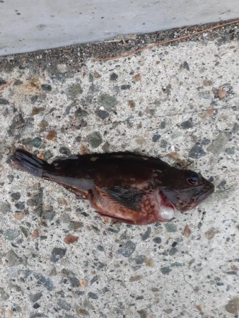 メバルっておいしいよね