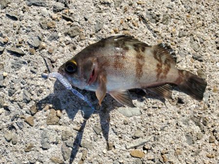紀の川河口でメバリング