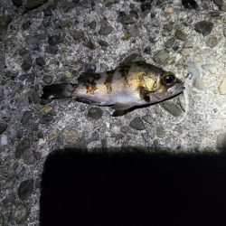 え？こんな所に？