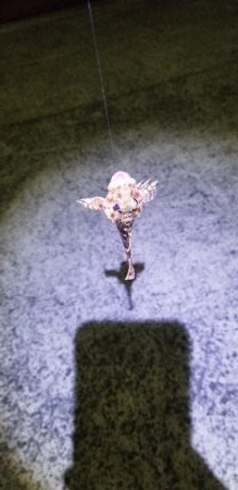 初場所でアジング