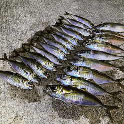 瀬戸内の島アジング(2020-1)