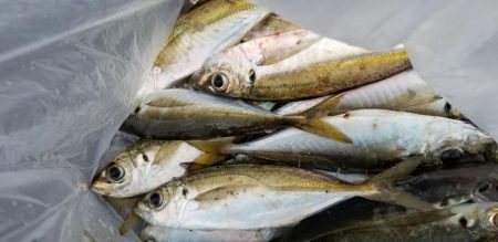 アジング　大漁