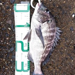 何かが釣れる気配で……