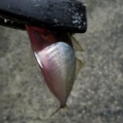 宮崎町の漁港　アジング好調